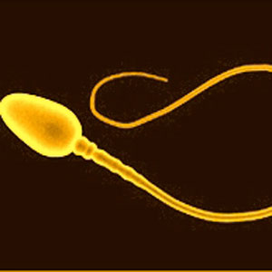 Spermatozoo al microscoptio elettronico